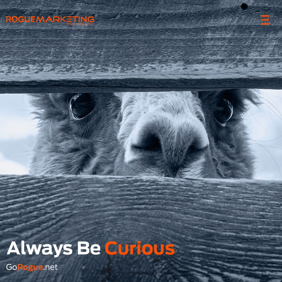 Always be curious llama quote